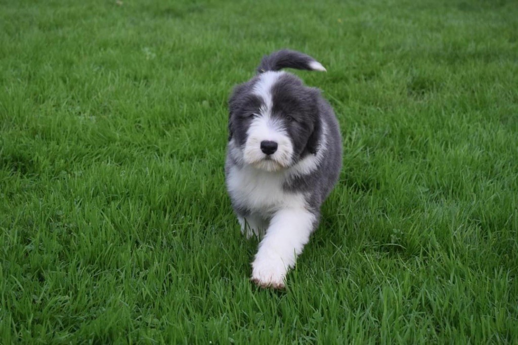 Du Domaine De Gotham - Chiot disponible  - Bearded Collie