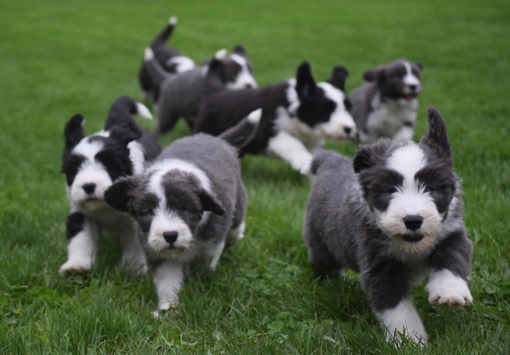 chiot Bearded Collie Du Domaine De Gotham