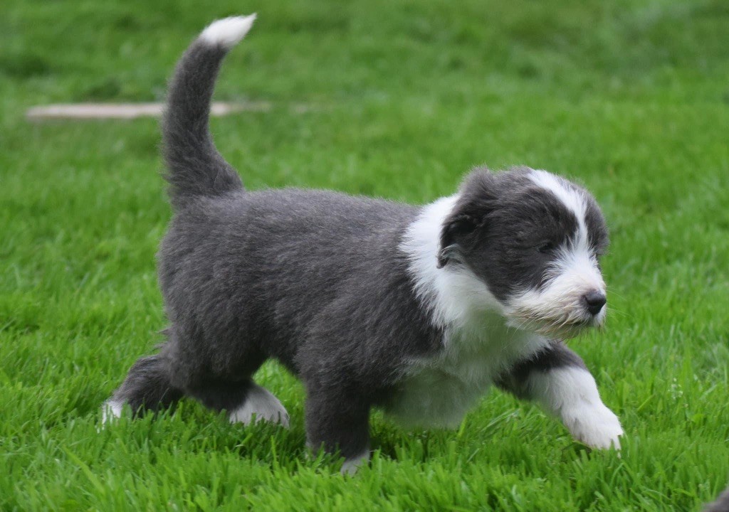 Du Domaine De Gotham - Chiot disponible  - Bearded Collie