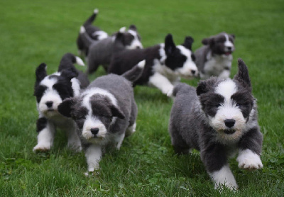 Du Domaine De Gotham - Bearded Collie - Portée née le 15/09/2024