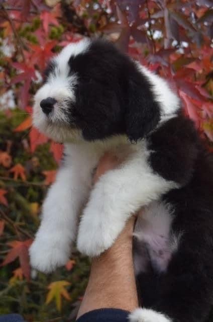 Du Domaine De Gotham - Chiot disponible  - Bearded Collie