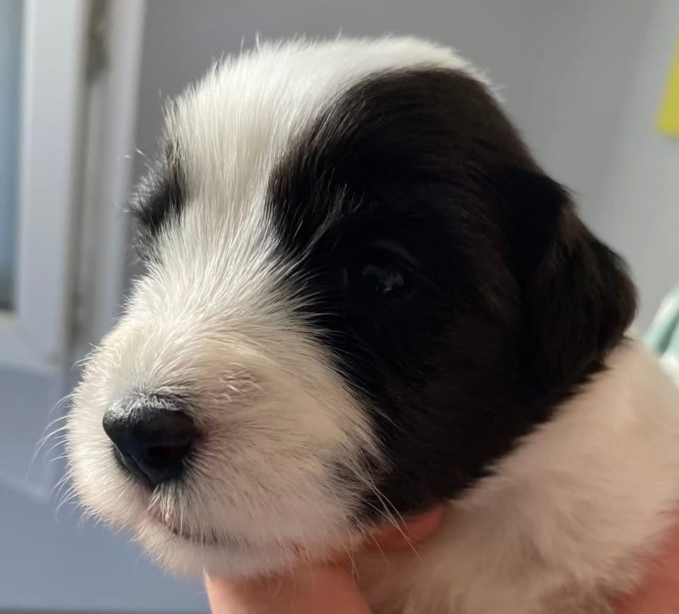 Du Domaine De Gotham - Chiots disponibles - Bearded Collie