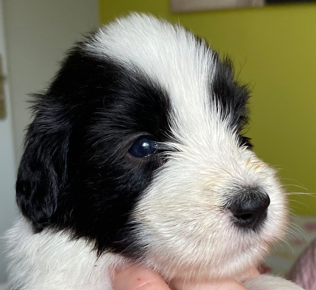 Du Domaine De Gotham - Chiots disponibles - Bearded Collie