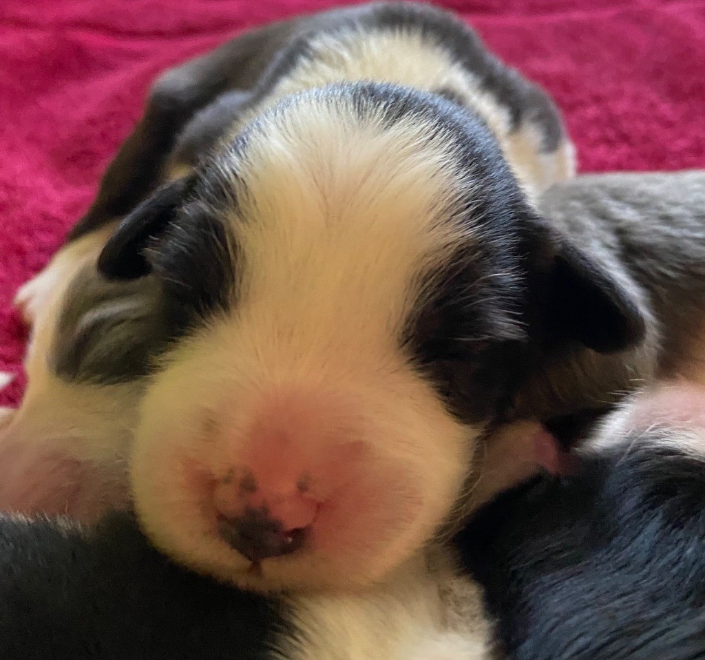 Du Domaine De Gotham - Chiots disponibles - Bearded Collie