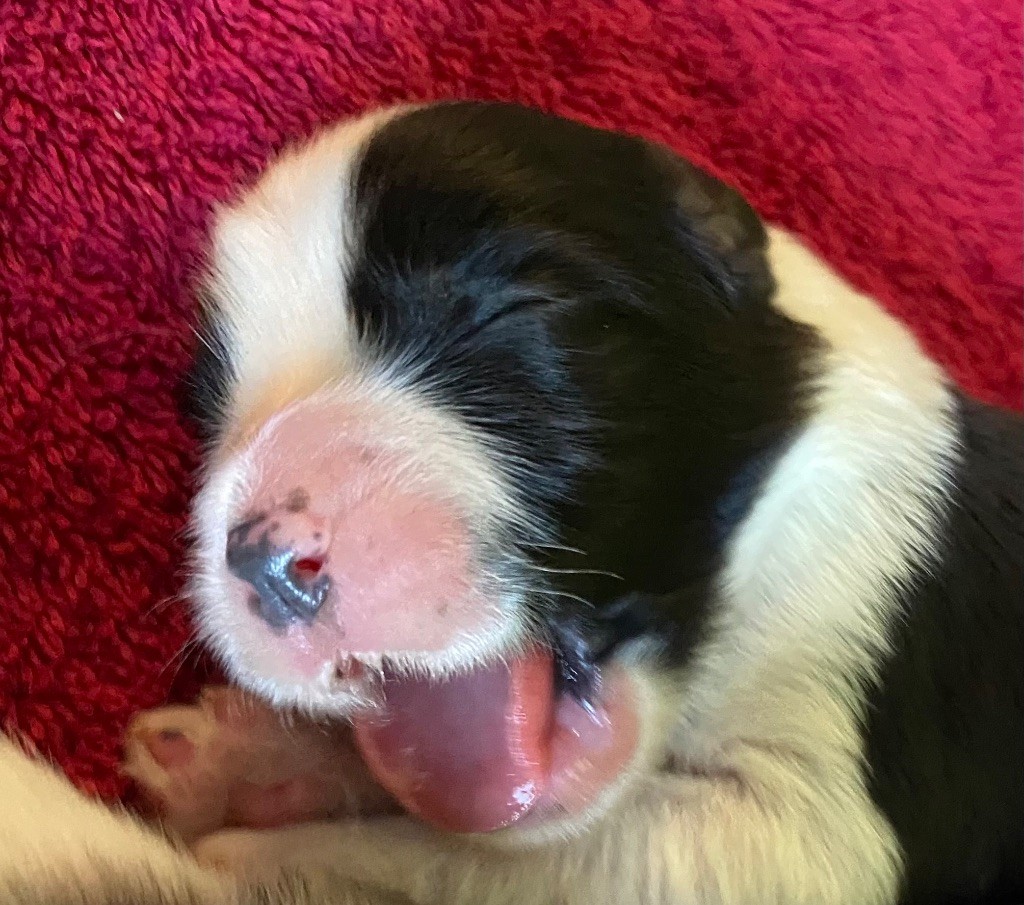Du Domaine De Gotham - Chiots disponibles - Bearded Collie