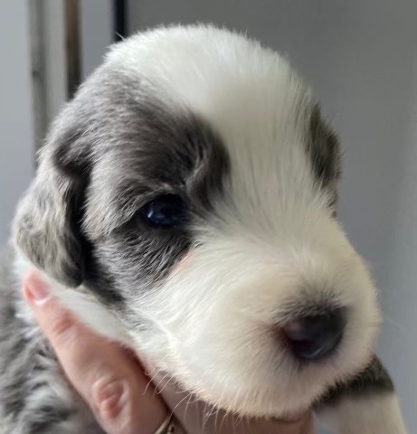 Du Domaine De Gotham - Chiots disponibles - Bearded Collie