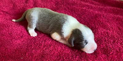 CHIOT