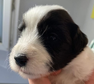 CHIOT