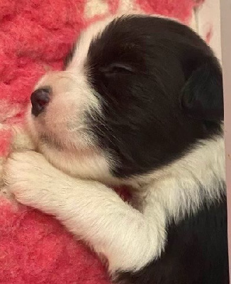 CHIOT