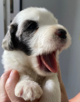 CHIOT