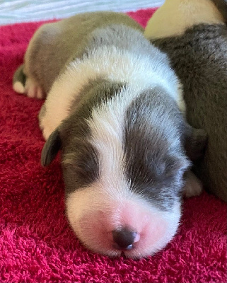 CHIOT