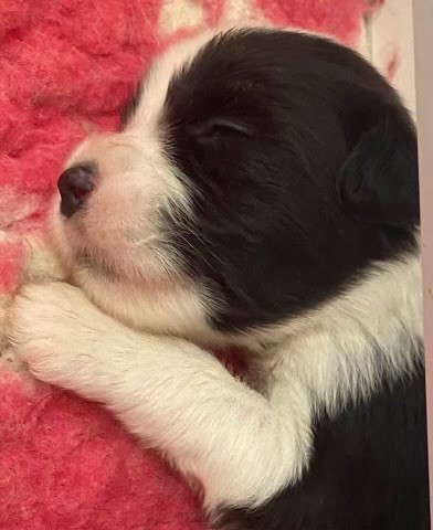 Du Domaine De Gotham - Chiots disponibles - Bearded Collie