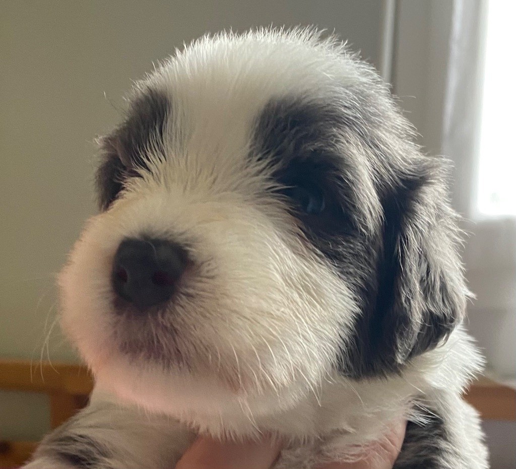 Du Domaine De Gotham - Chiots disponibles - Bearded Collie